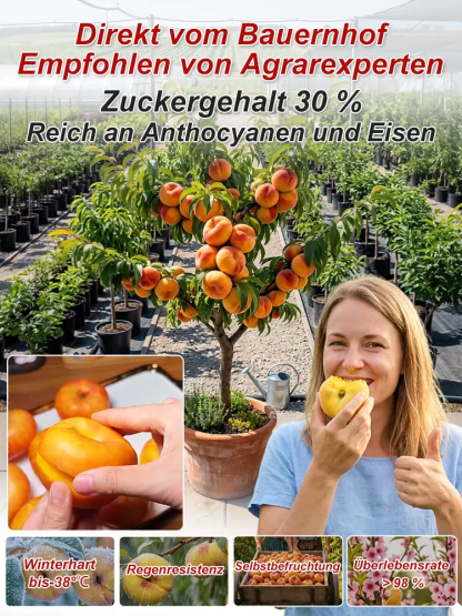 Goldener Tellerpfirsich-Setzling