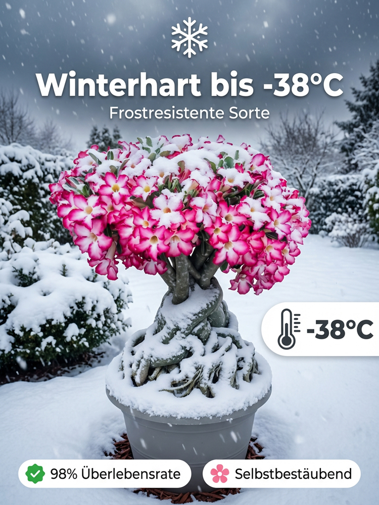Gefüllte Wüstenrose