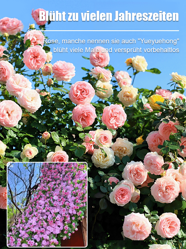  Premium Duft-Kletterrose Blütenmeer – Winterhart bis -20°C, Extrem Schnellwachsend & Pflegeleicht 