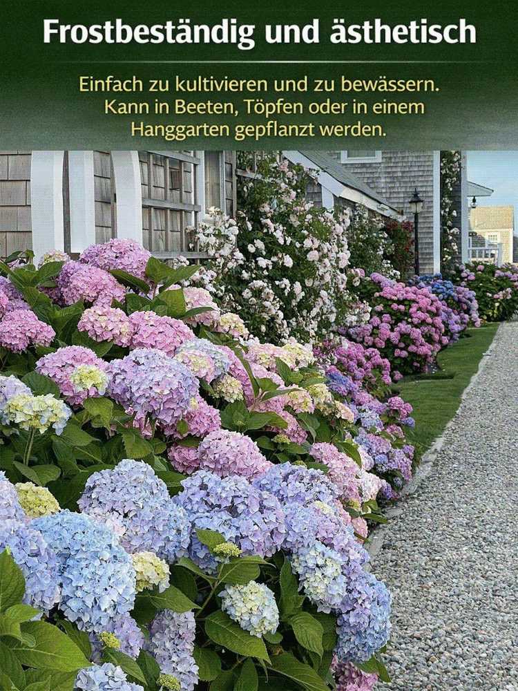 Hortensiensamen für Balkon und Garten, ganzjährig aussäbar