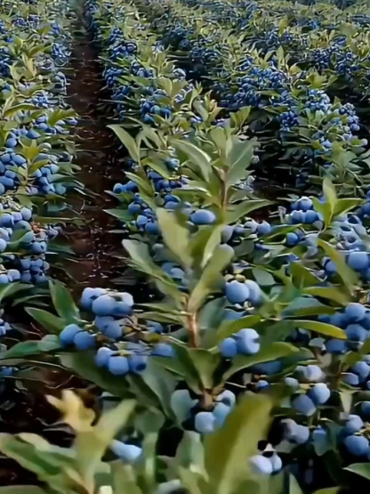 Bio-Blaubeerpflanze mit großen Früchten und hoher Ernte (Rückgabegarantie)