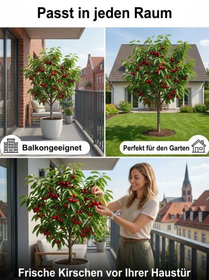 Super-Süße Kernlose Riesen-Kirschbaum Setzling