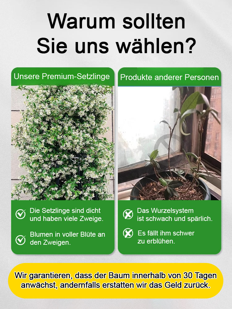 Duftender, ganzjährig blühender, winterharter Windrad-Jasmin