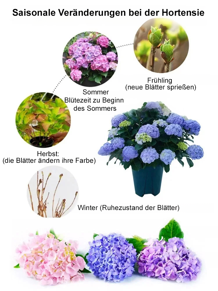 Hortensiensamen für Balkon und Garten, ganzjährig aussäbar