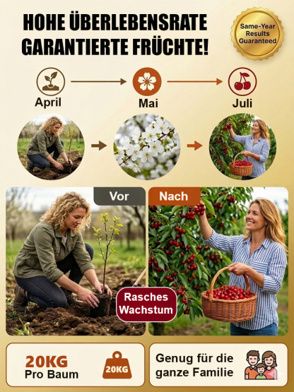 Mahaleb-Kirschbaumsetzling mit besonders großen Früchten