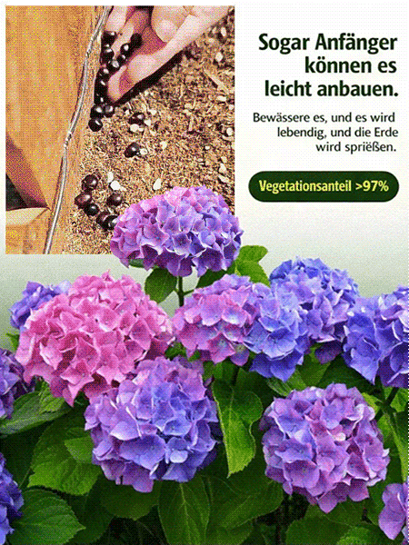 Hortensiensamen für Balkon und Garten, ganzjährig aussäbar
