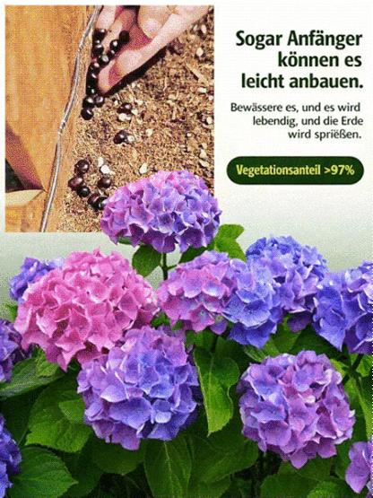 Hortensiensamen für Balkon und Garten, ganzjährig aussäbar