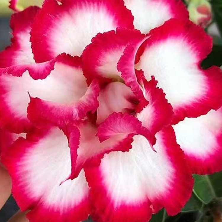 Gefüllte Wüstenrose