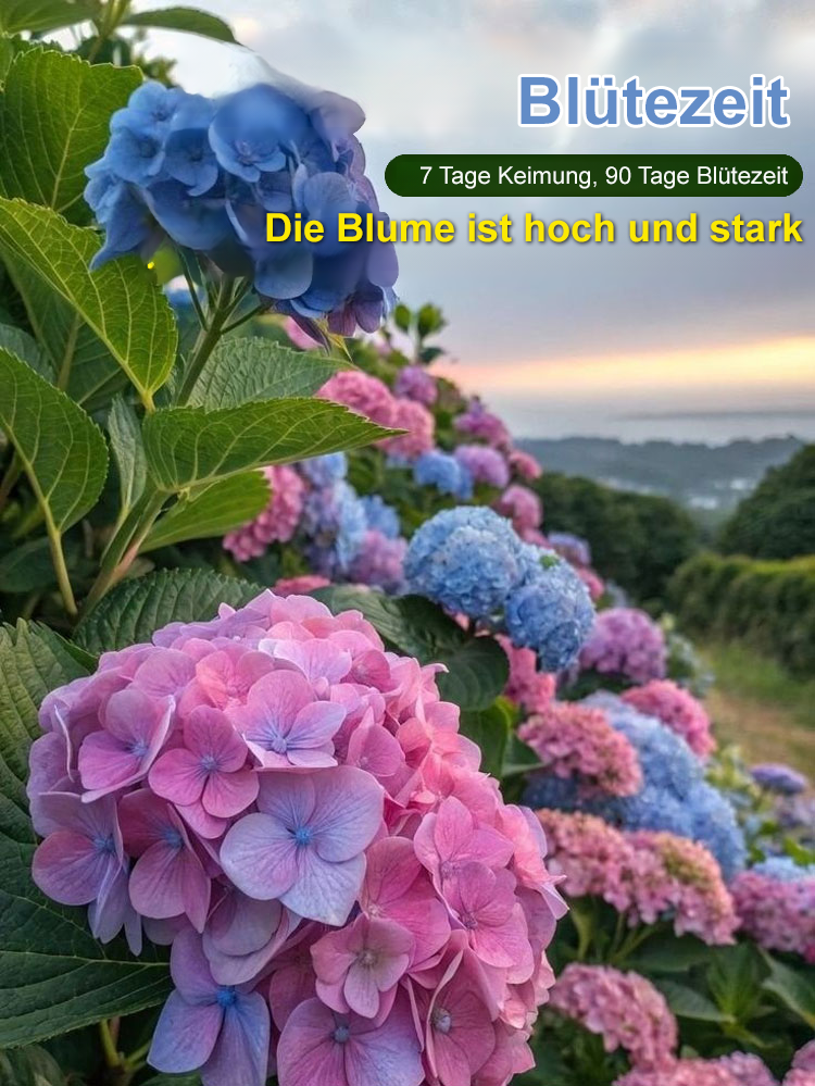 Hortensiensamen für Balkon und Garten, ganzjährig aussäbar