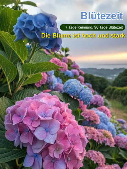 Hortensiensamen für Balkon und Garten, ganzjährig aussäbar
