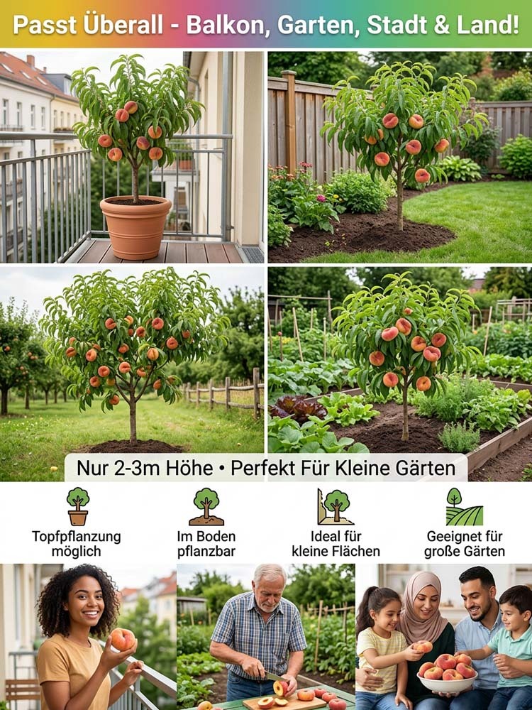 Goldener Tellerpfirsich-Setzling