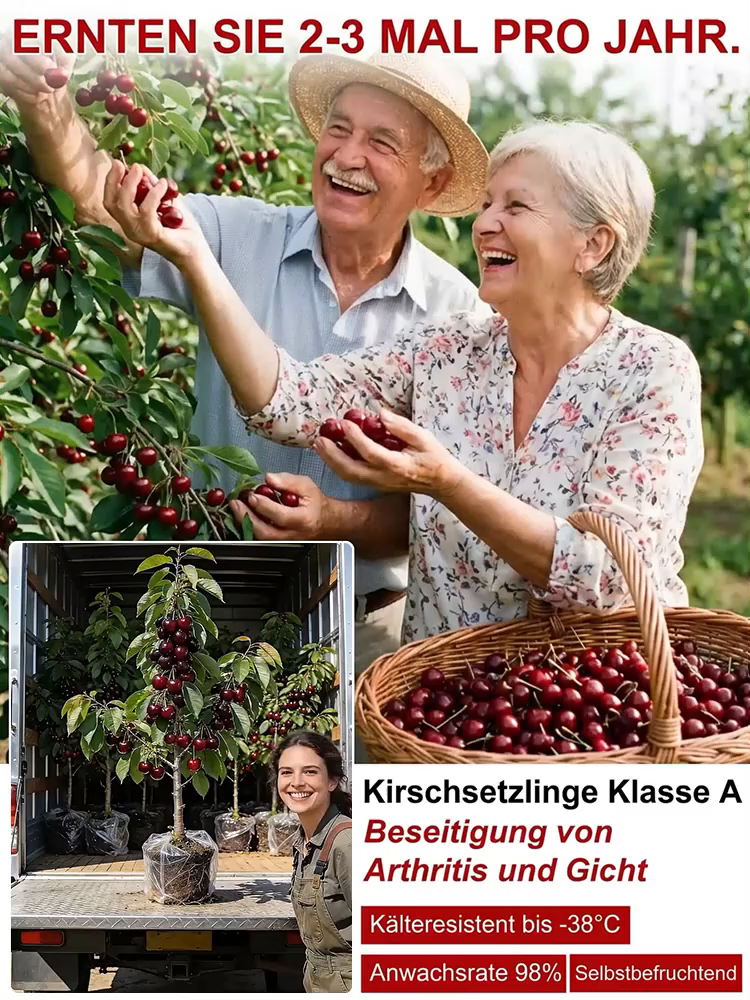 Super-Süße Kernlose Riesen-Kirschbaum Setzling