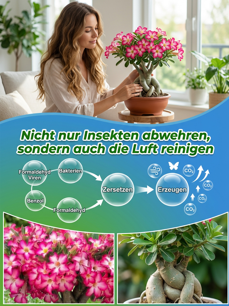 Gefüllte Wüstenrose