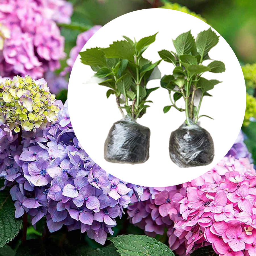 【Empfohlen vom Deutschen Gartenbauverban】Endless Summer® Hortensien-Pflanzen​💗Schafft Ihren eigenen "Monet-Garten