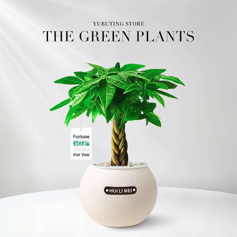 【9 Pflanzen zur Auswahl】Wassersparende Topfpflanzen✅Dekoriert Ihr Zuhause, entspannt die Augen, reinigt die Luft