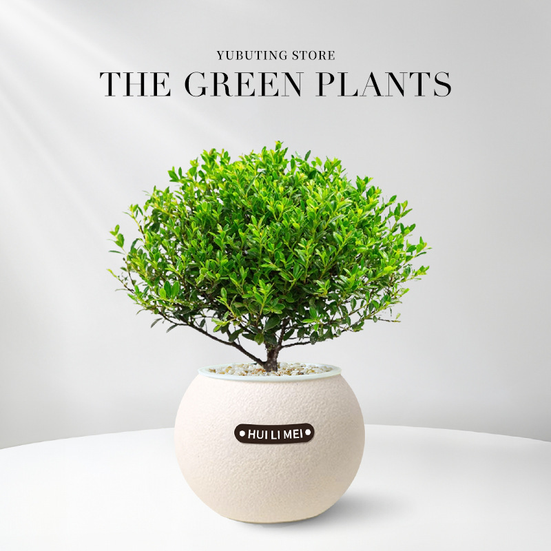 【9 Pflanzen zur Auswahl】Wassersparende Topfpflanzen✅Dekoriert Ihr Zuhause, entspannt die Augen, reinigt die Luft