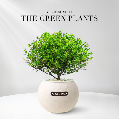 【9 Pflanzen zur Auswahl】Wassersparende Topfpflanzen✅Dekoriert Ihr Zuhause, entspannt die Augen, reinigt die Luft