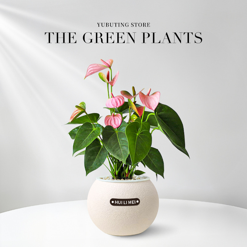 【9 Pflanzen zur Auswahl】Wassersparende Topfpflanzen✅Dekoriert Ihr Zuhause, entspannt die Augen, reinigt die Luft