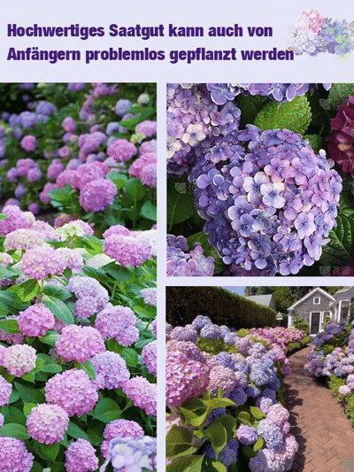 【Empfohlen vom Deutschen Gartenbauverban】Endless Summer® Hortensien-Pflanzen​💗Schafft Ihren eigenen "Monet-Garten