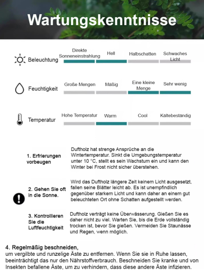 【9 Pflanzen zur Auswahl】Wassersparende Topfpflanzen✅Dekoriert Ihr Zuhause, entspannt die Augen, reinigt die Luft