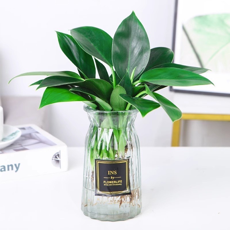【Immergrün】Großblättrige Philodendron-Pflanze, 10-15 cm Setzling🍃Setzt Sauerstoff frei und absorbiert schädliche Stoffe wie Formaldehyd aus der Luft