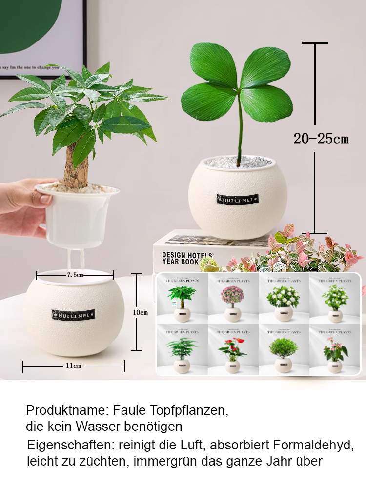 【9 Pflanzen zur Auswahl】Wassersparende Topfpflanzen✅Dekoriert Ihr Zuhause, entspannt die Augen, reinigt die Luft