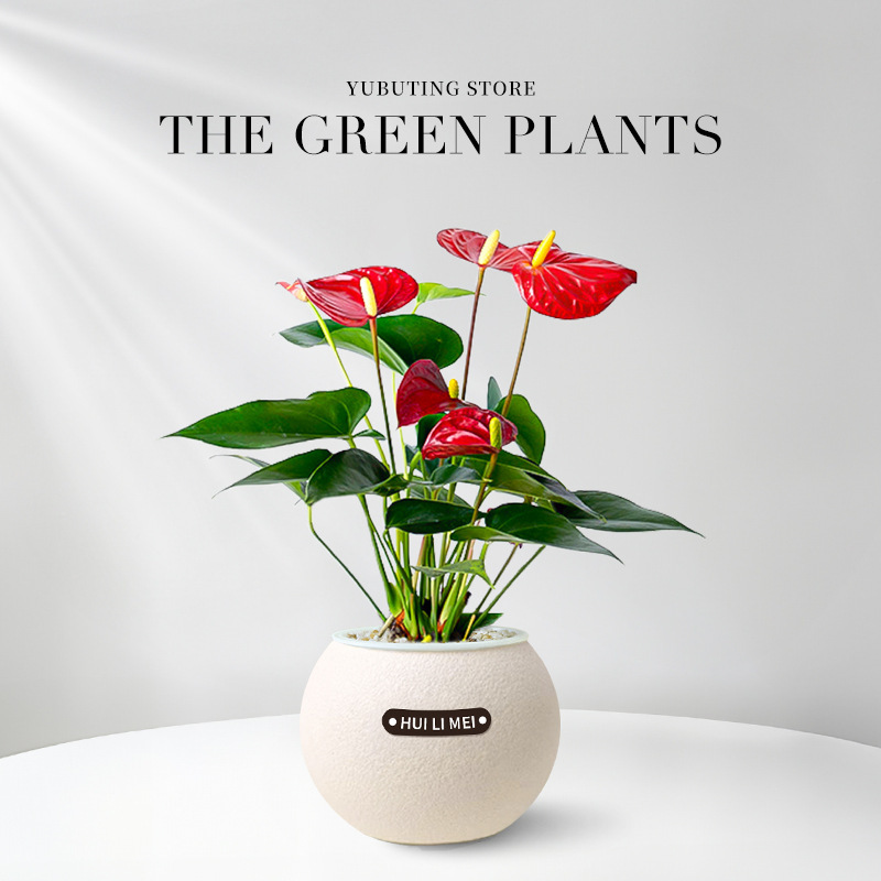 【9 Pflanzen zur Auswahl】Wassersparende Topfpflanzen✅Dekoriert Ihr Zuhause, entspannt die Augen, reinigt die Luft