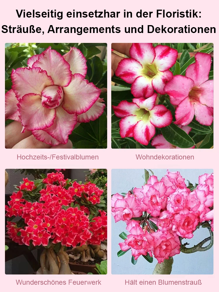 【25 Tage bis zur Blüte】Hitzebeständige, sonnenbeständige und dürretolerante Wüstenrosenknolle💗Wächst auch ohne Bewässerung