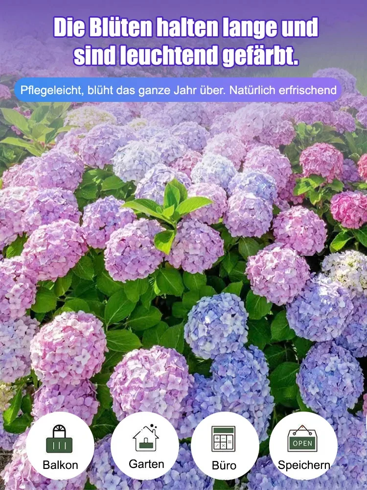 【Empfohlen vom Deutschen Gartenbauverban】Endless Summer® Hortensien-Pflanzen​💗Schafft Ihren eigenen "Monet-Garten