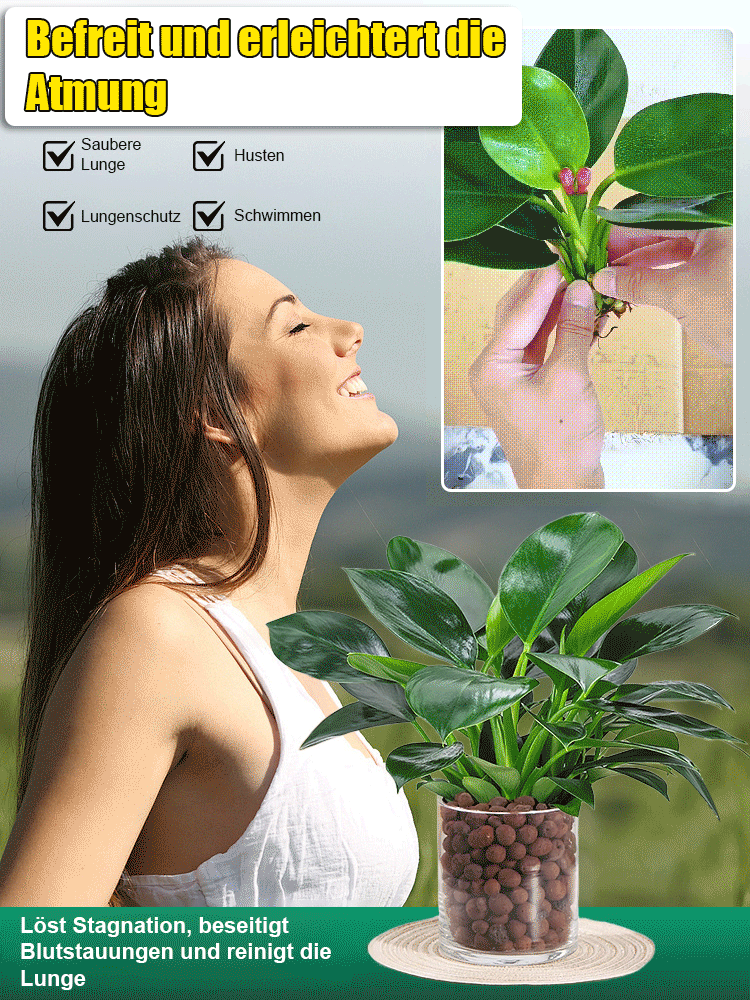 【Immergrün】Großblättrige Philodendron-Pflanze, 10-15 cm Setzling🍃Setzt Sauerstoff frei und absorbiert schädliche Stoffe wie Formaldehyd aus der Luft