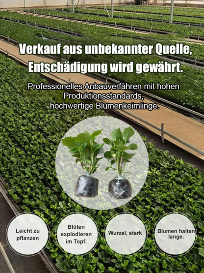 【Empfohlen vom Deutschen Gartenbauverban】Endless Summer® Hortensien-Pflanzen​💗Schafft Ihren eigenen "Monet-Garten