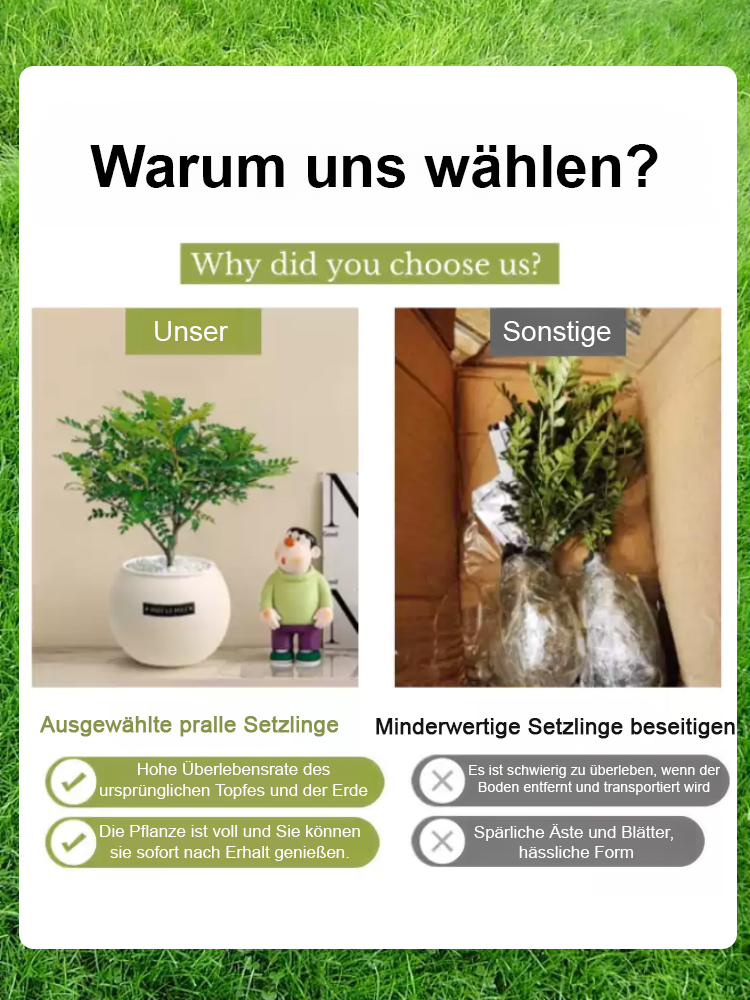 【9 Pflanzen zur Auswahl】Wassersparende Topfpflanzen✅Dekoriert Ihr Zuhause, entspannt die Augen, reinigt die Luft