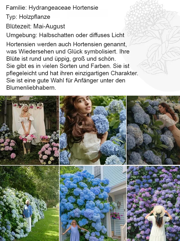 【Empfohlen vom Deutschen Gartenbauverban】Endless Summer® Hortensien-Pflanzen​💗Schafft Ihren eigenen "Monet-Garten