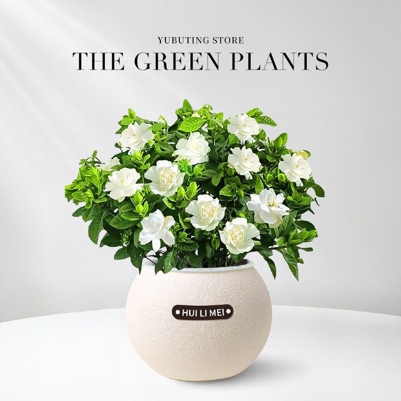 【9 Pflanzen zur Auswahl】Wassersparende Topfpflanzen✅Dekoriert Ihr Zuhause, entspannt die Augen, reinigt die Luft