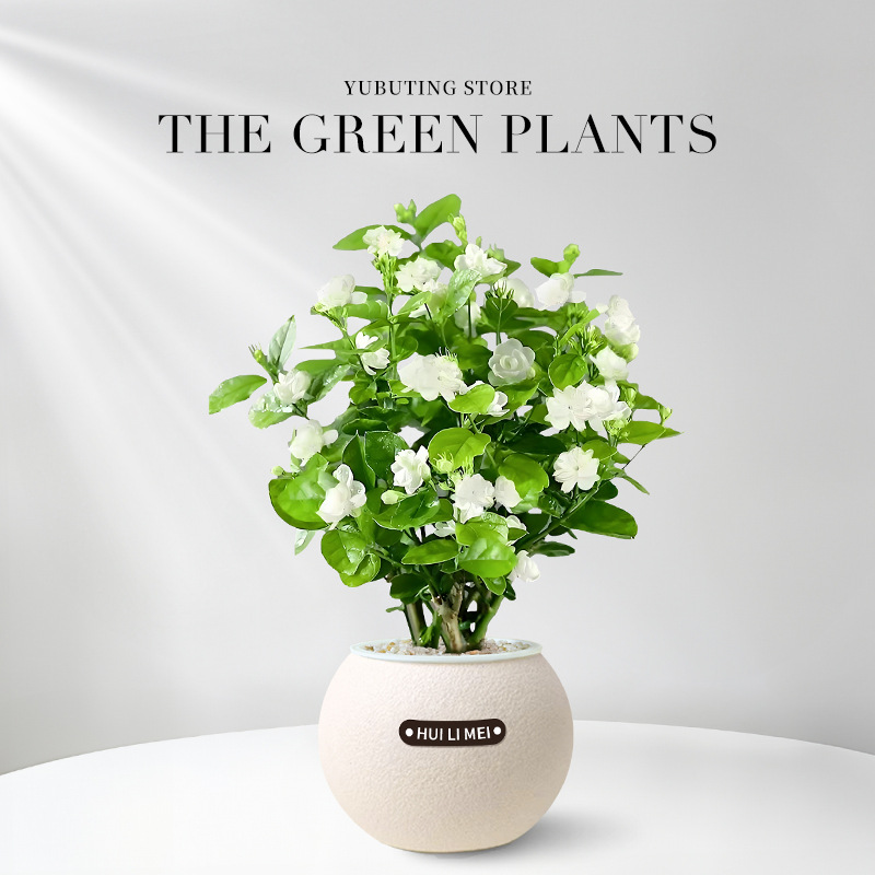 【9 Pflanzen zur Auswahl】Wassersparende Topfpflanzen✅Dekoriert Ihr Zuhause, entspannt die Augen, reinigt die Luft