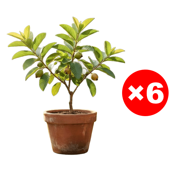 [Vitamin C Bomb] Organic Red Guava Saplings