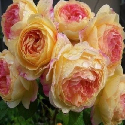 Four seasons flowering climbing rose