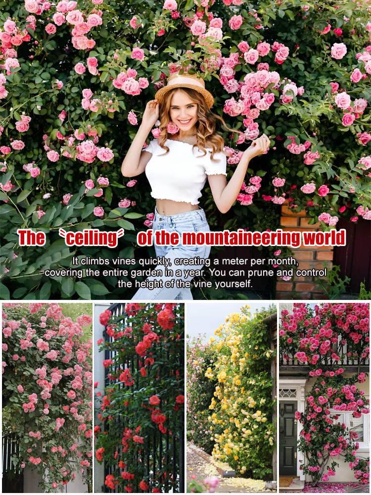 Four seasons flowering climbing rose