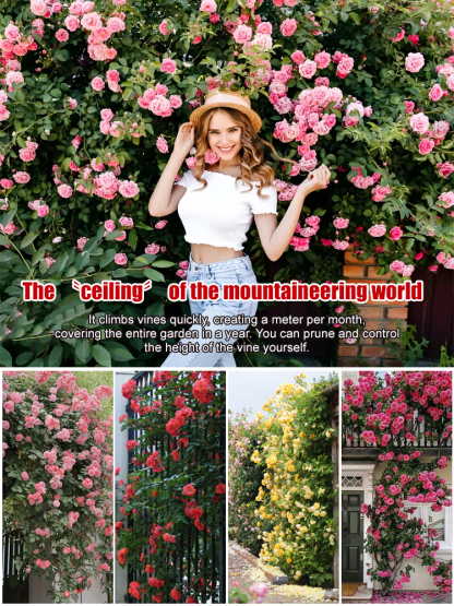 Four seasons flowering climbing rose