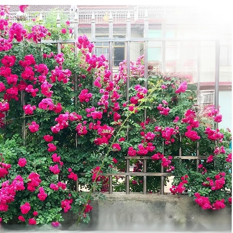 Four seasons flowering climbing rose