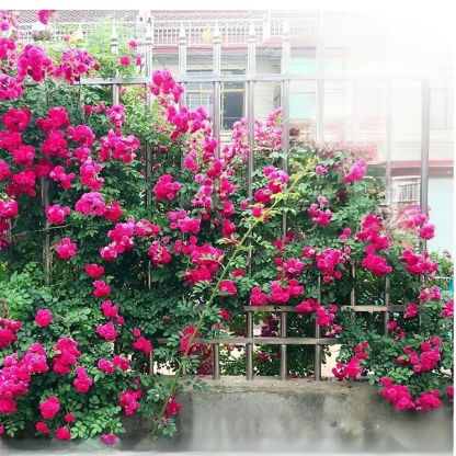 Four seasons flowering climbing rose