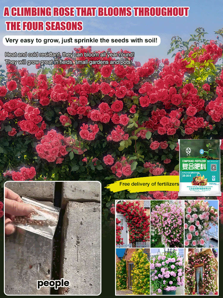 Four seasons flowering climbing rose