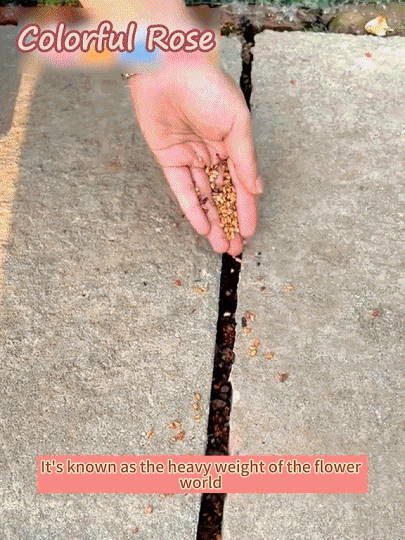 Four seasons flowering climbing rose