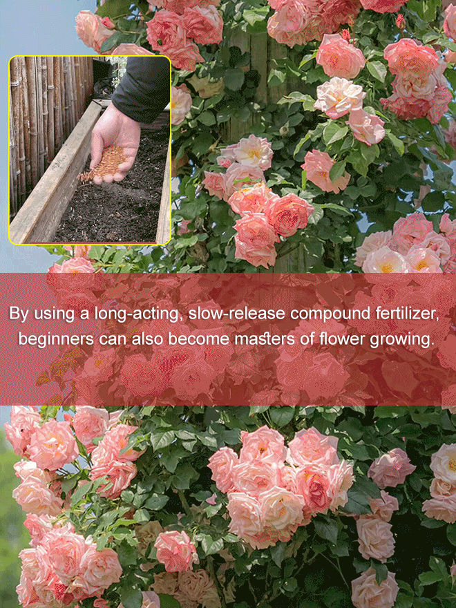 Four seasons flowering climbing rose