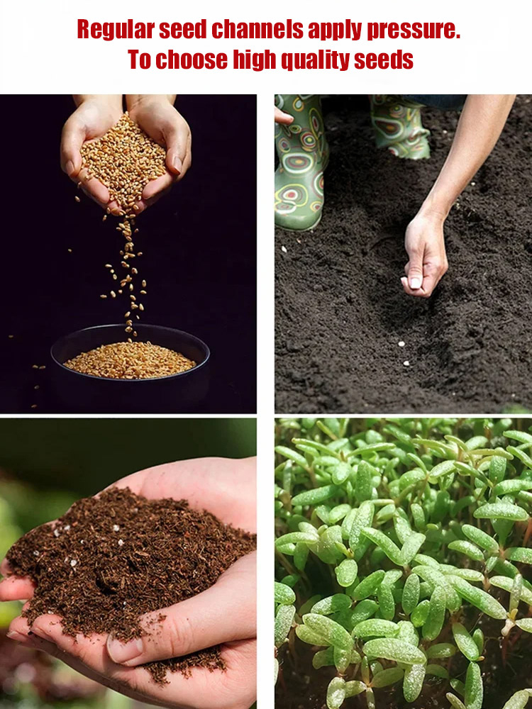 Four seasons flowering climbing rose