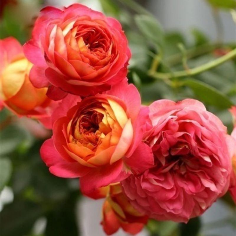 Four seasons flowering climbing rose