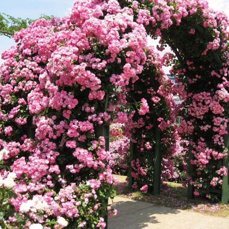 Four seasons flowering climbing rose