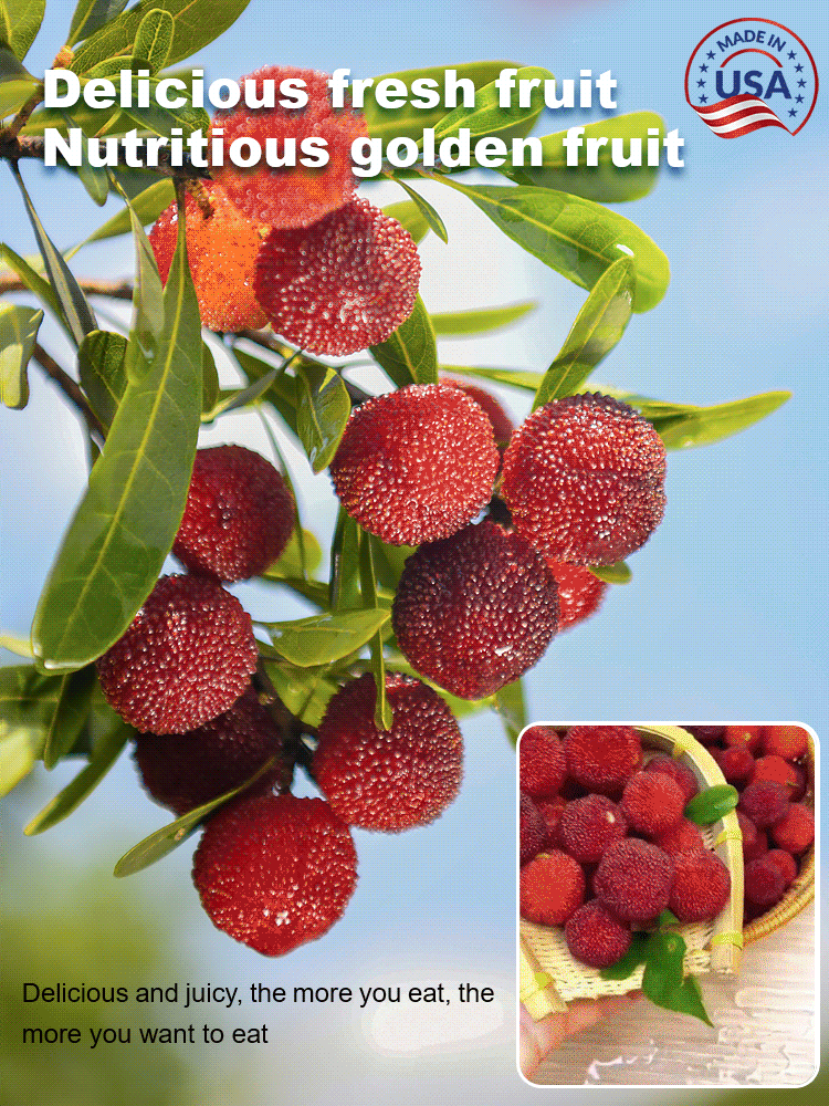 Home garden planting Dongkui prune 