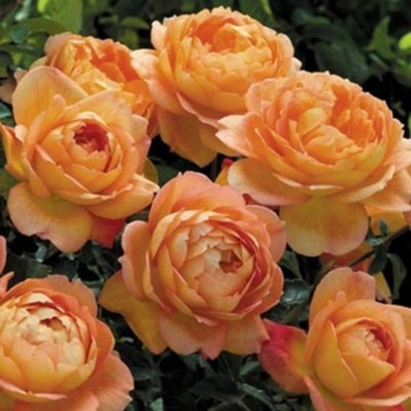 Four seasons flowering climbing rose