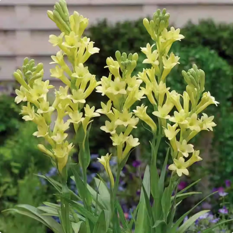 【Duft verbreitet sich weit】Tuberose-Zwiebelblume